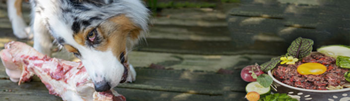 Zecken und andere Parasiten